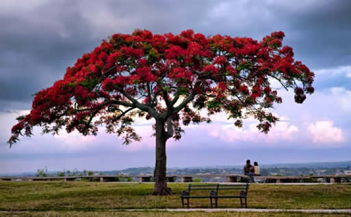 Cuba Tree