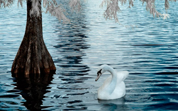 Swan Serenity